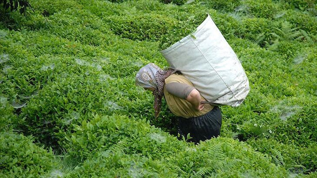 تركيا تجني أكثر من 6 ملايين دولار من صادرات الشاي