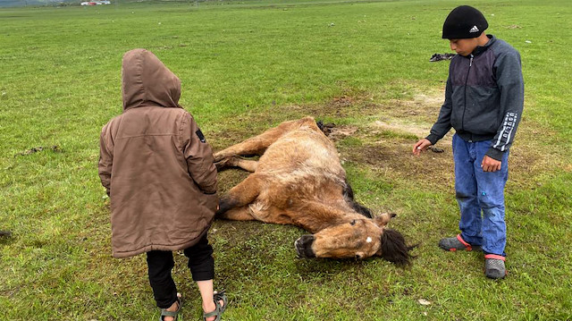 Ardahan'da ayağı kırılan sahipsiz atı çocuklar elleriyle besledi
