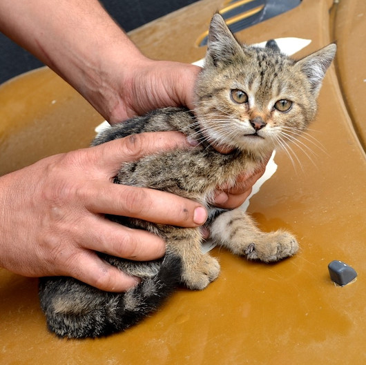 Duyarlı vatandaştan otomobilin sürücüsüne not: Kaputta kedi var
