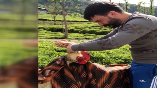 Rizeli kuaför horozunu tıraş etti