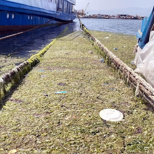 İzmirde deniz salyasından sonra şimdi de deniz marulu kabusu: Kokudan durulmuyor