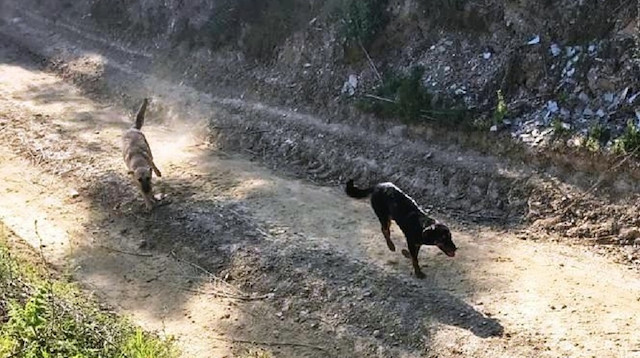Bakıma muhtaç köpekleri ölüme tek eden İYİ Partili belediyeye ceza.