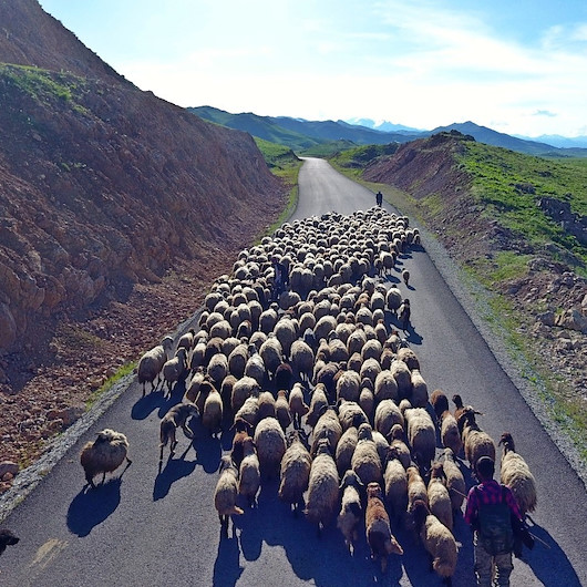 Göçerlerin yayla yolunda renkli yolculuğu