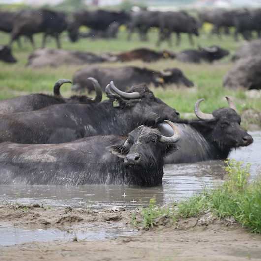 Serengeti değil Balıkesir: Mandalar belgesellik görüntüler sunuyor