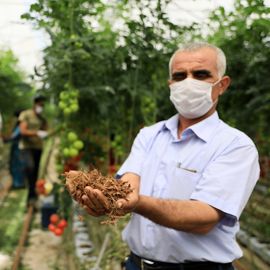 Toprak yerine Hindistan cevizi kabuğuna domates ekiyor: Haftada 35 ton hasat ediyor