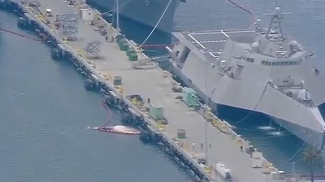 HMAS Sydney adlı savaş gemisinin gövdesinden biri 20 metre ve diğeri 7.6 metre iki balina çıkartıldı. 