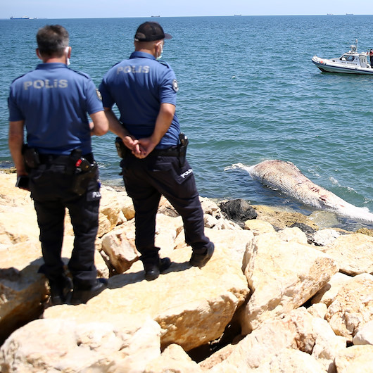 Denizde gören polisi aradı: Mersin sahilinde ölü balina bulundu