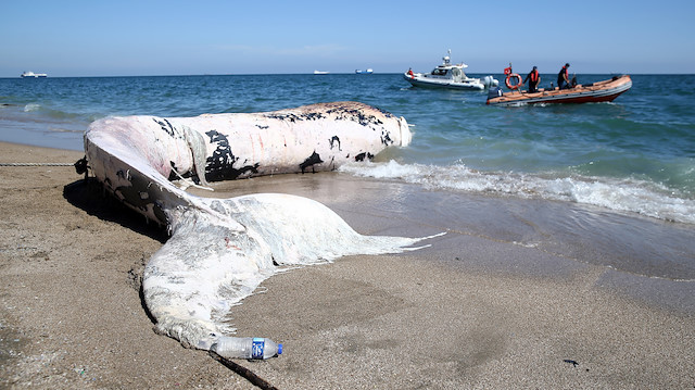 Mersin'de kıyıya vuran dev balina görenleri şaşkına çevirdi