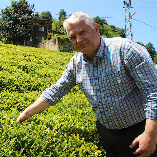 Karadeniz birkaç gün sonra başlayacak yaş çay tarımını bekliyor