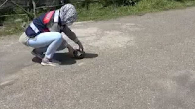 Kaplumbağaya jandarma şefkati