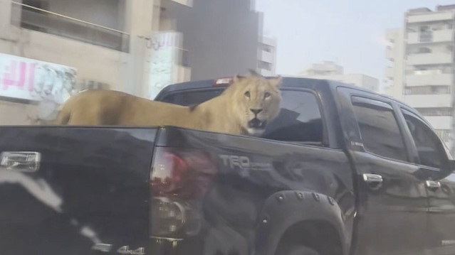 Libya'da araç kasasında bağsız gezdirilen aslan görenleri şaşırttı