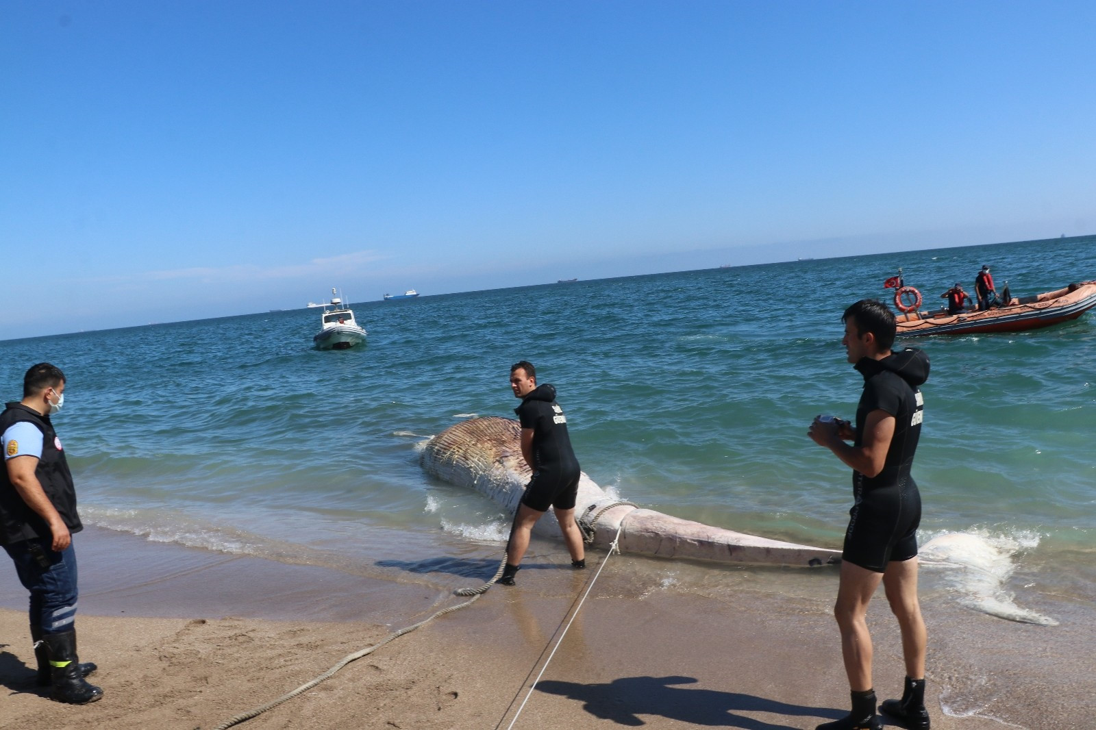 Mersin'de karaya vuran dev balinanın ölüm nedeni belli oldu - Yeni Şafak