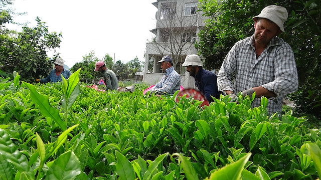 Gürcistan’dan gelen çay tarım işçileri pandemi nedeniyle gelemeyince vatandaşlar kendi arazilerine kendileri girmek zorunda kaldı.