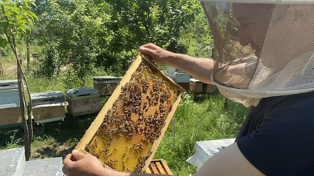 Gal arısının gelecek yıllarda daha büyük tehlike oluşturacağı, kestane ve bal üretiminde sıkıntılar yaşanacağı belirtildi.
