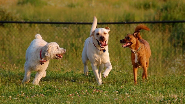 Yeni koronavirüs tehlikesi: Köpekten insana geçti
