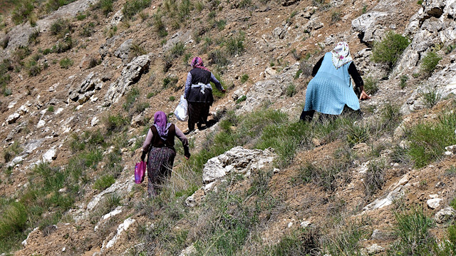 Kadınlar, körmen otu toplamak için sabahın erken saatlerinde 1650 rakımlı Kızıldağ'ın dik yamaçlarına çıkıyor. 