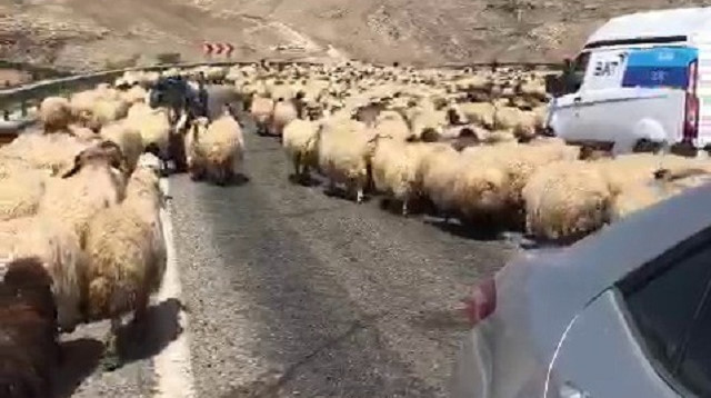 Siirt’te koyun sürüsü karayolunu kapattı