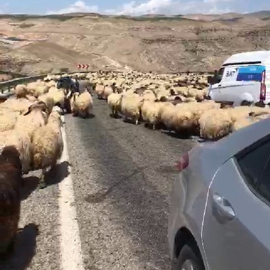 Siirt’te koyun sürüsü karayolunu kapattı