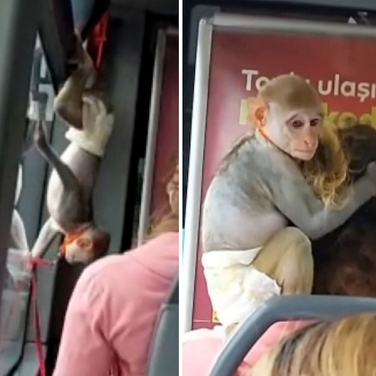 Sevimli maymun yaptığı hareketlerle otobüsün maskotu oldu