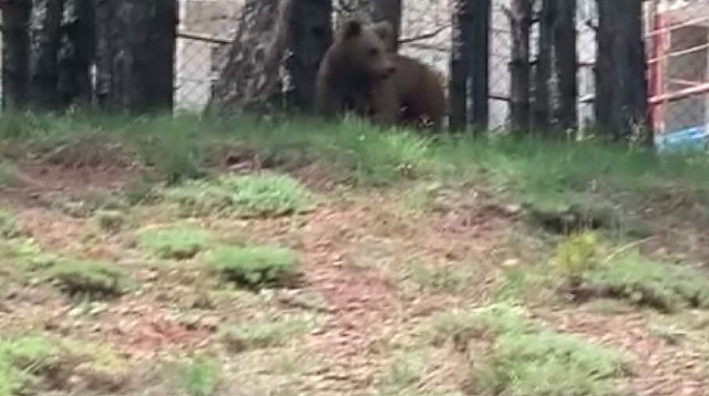 Bolu'da kent merkezine inen ayıyı kamerada