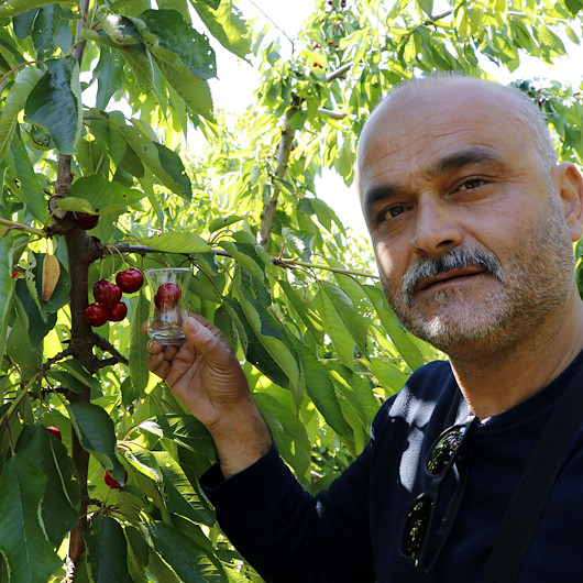 Berna Laçine 80, İngiliz Kraliyet ailesine 40 TL: Üretici Gündüz Lapseki devi cinsi kirazların 40 liradan satıldığını söyledi