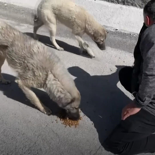 Her gün 10 kilometre yol katederek sokak hayvanlarını besliyor