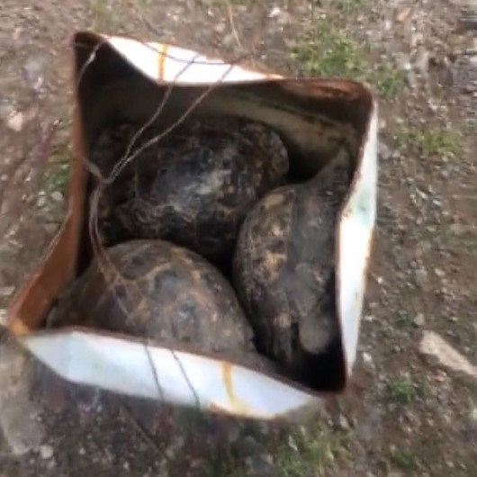 Çöp konteynırına atılan kaplumbağaları temizlik görevlisi kurtardı