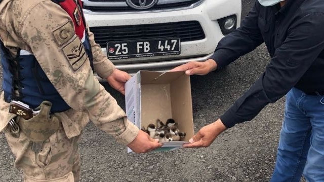 Yavru kuşlar, Doğa Koruma ve Milli Parklar Şube Müdürlüğü yetkililerine teslim edildi.