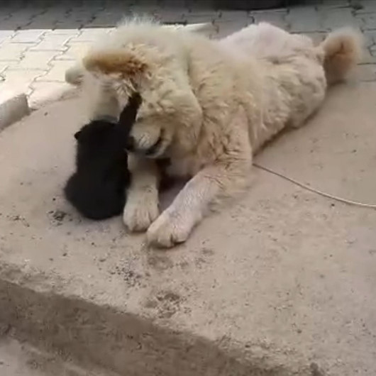Bursada kediyle köpeğin görülmeye değer dostluğu
