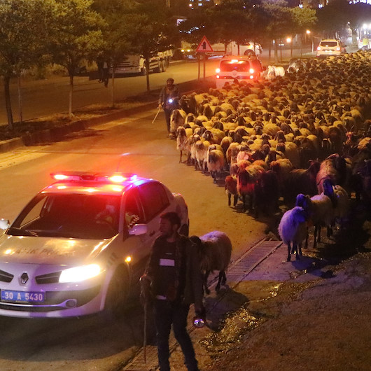 Dört sürü halindeki 10 bin koyun Hakkari şehir merkezinden polis eskortu ile geçti