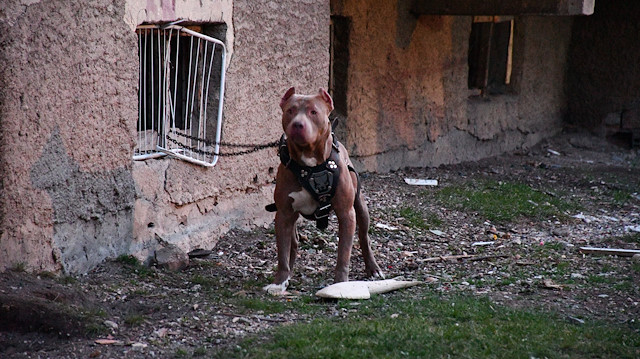 Saldırgan köpek, Sivas Belediyesi ekipleri tarafından hayvan ambulansıyla barınağa götürüldü.

