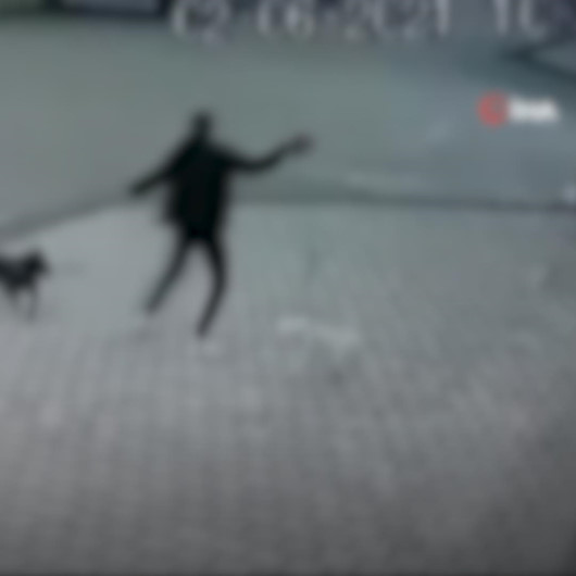 Bursa’da sahibinin tasmasız dolaştırdığı Pitbull cinsi köpek evcil köpeğe saldırdı