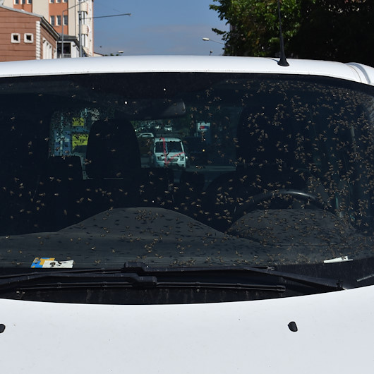 Karsta hareket halindeki araçta arı kovanı devrildi: Aracın içi arı doldu