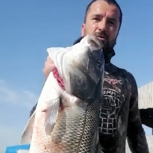 Marmara Denizinde zıpkınla 11 kilo levrek avlayan balıkçı rekor onayı bekliyor