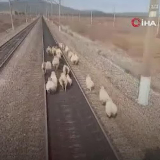 Rusyada seyir halindeki yük treni koyun sürüsüne çarpmaktan son anda kurtuldu
