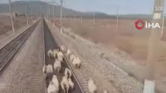 Rusya'da seyir halindeki yük treni koyun sürüsüne çarpmaktan son anda kurtuldu