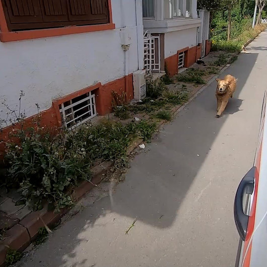 Vefalı köpek ambulanstaki sahibini hastaneye kadar koşarak takip etti