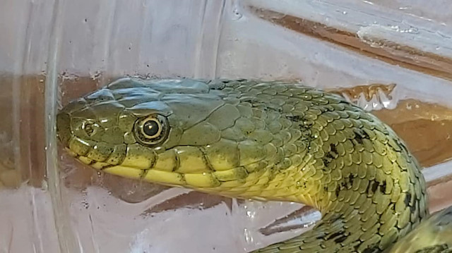 Kümesten gelen sesleri duyunca koştu: Yılanı pet şişenin içerisine koyarak yakalandı