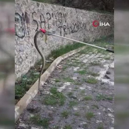 Gümüşhanede kent merkezinde bulunan yılanlar itfaiye tarafından doğaya bırakıldı