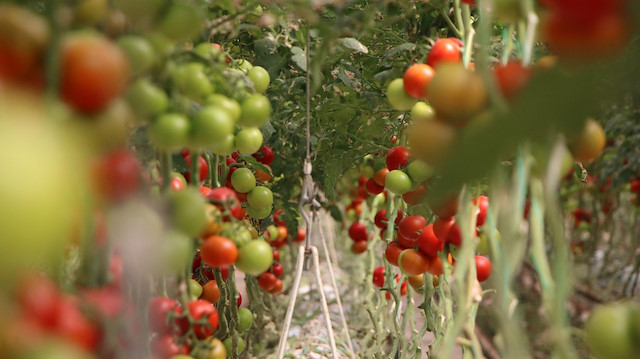 10 ay boyunca hasat yapılan salkım domatesler başta Elazığ olmak üzere Malatya ile komşu illerinden domates ihtiyacını karşılamada önemli bir yer tutmaya başladı.