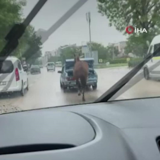 Aracın arkasına at bağlayıp koşturan şahsa para cezası