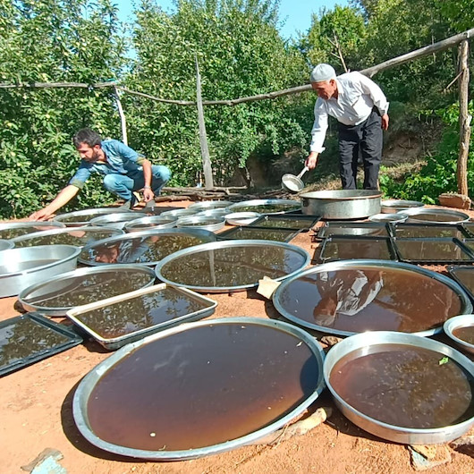 Bingölde üreticilerin tatlı telaşı başladı: 70 hastalığa şifa oluyor