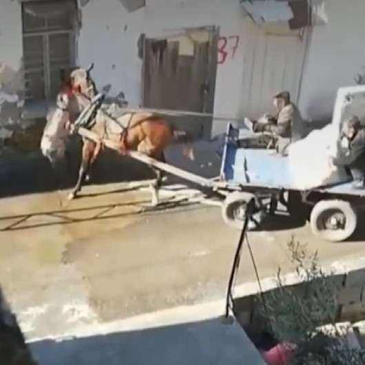 Adanada başıboş gezen pitbull saldırdığı atı yaraladı