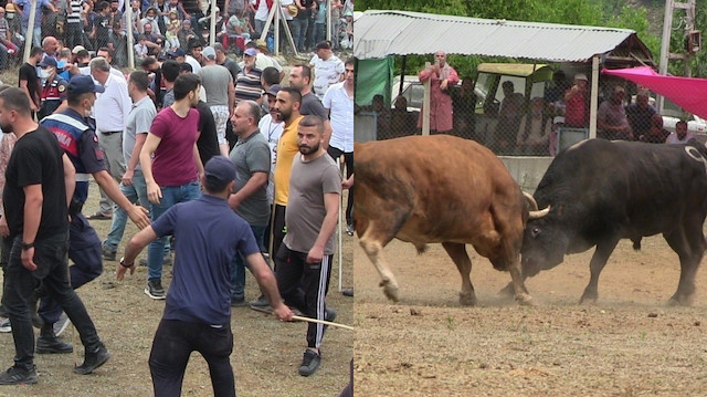 Boğa güreşleri kıran kırana geçerken, güreş esnasında boğanın sahipleri ve taraftarları arasında kısa süreli bir gerginlik yaşandı.