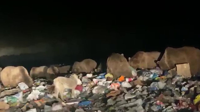 Çöplüğü basan ayılar