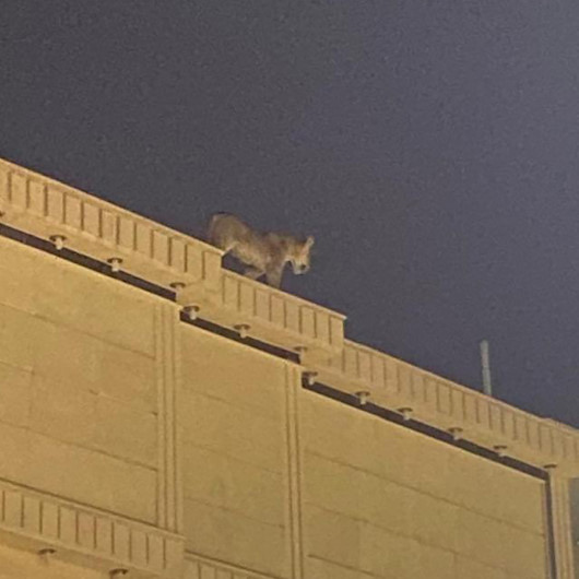 Suudi Arabistanda evin çatısında dolaşan aslan paniğe neden oldu