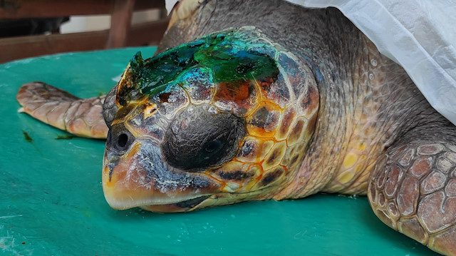 Başından yaralandığı belirlenen caretta caretta'ya pansuman yapıldı.