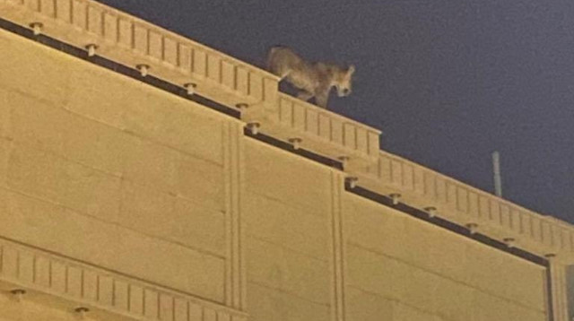 Suudi Arabistan’da evin çatısında dolaşan aslan paniğe neden oldu.
