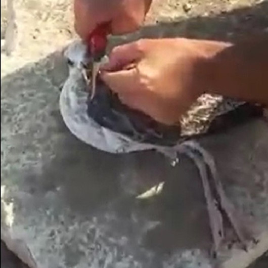 Gagasına misina dolanan martı amatör balıkçı tarafından kurtarıldı