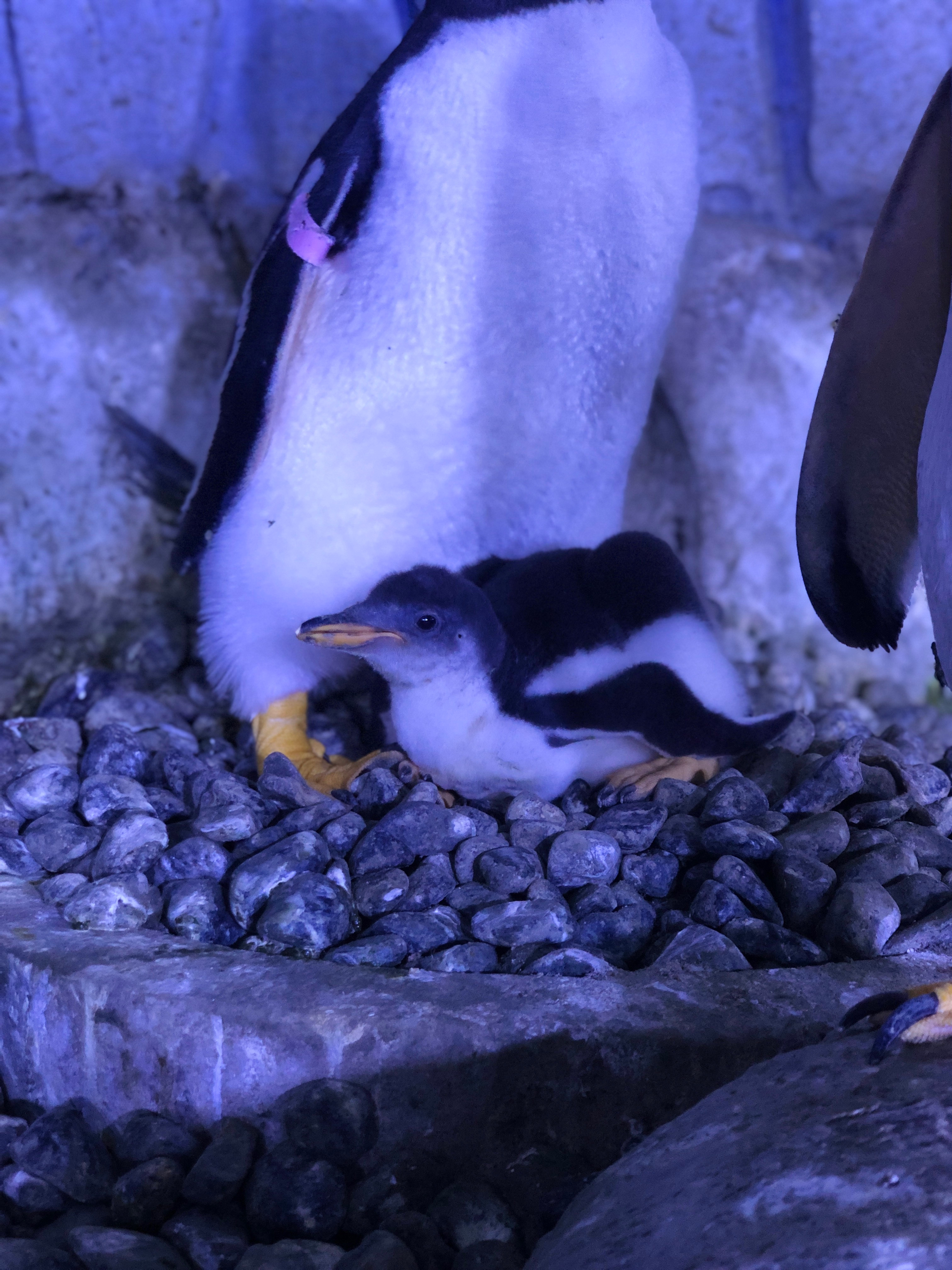 Ebeveynleri tarafından günde 7-10 kez beslenen bebek penguen şimdiden ziyaretçilerin de ilgi odağı oldu. 